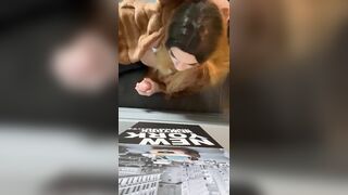 Manon_psqer travesti française suce un gode dans un manteau de fourrure